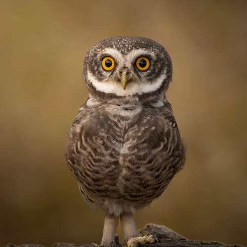 Curious Eyes