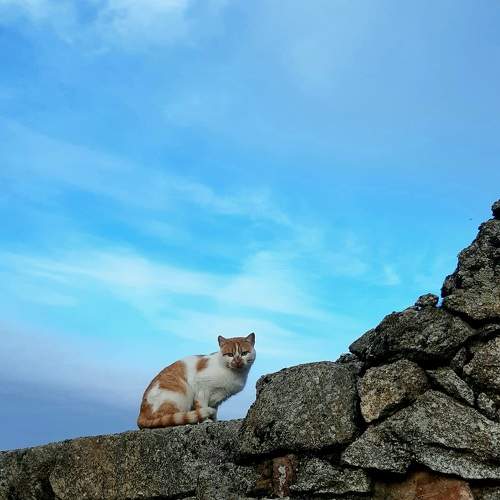 Photo #10026054
