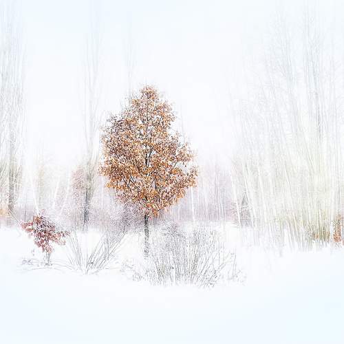 Photo #10026097