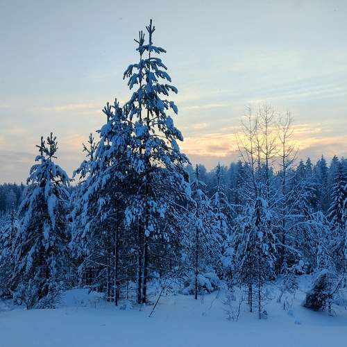 Photo #10026732