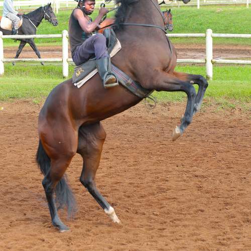 Photo #10027891