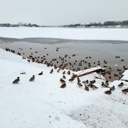 Photo #10029202