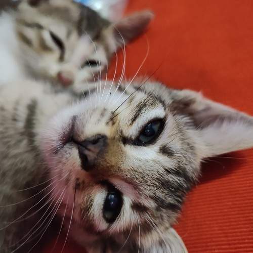 Photo #10030185