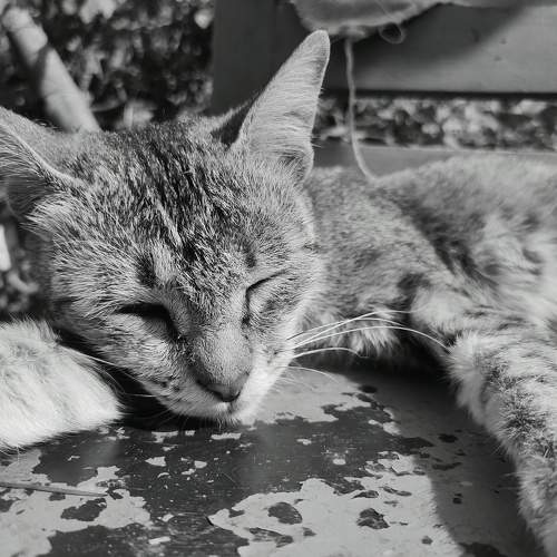 Photo #10030186