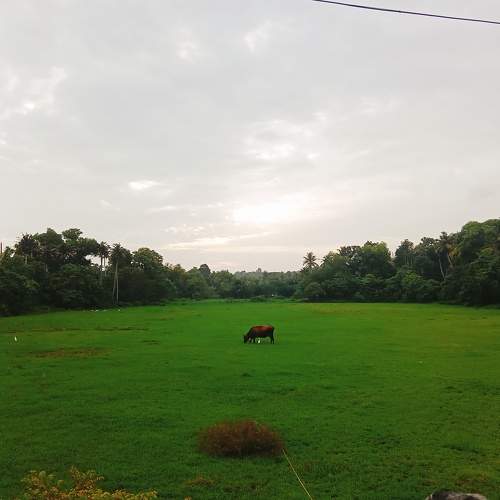 Photo #10030438