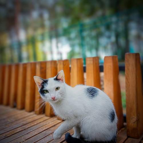 Photo #10031071