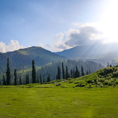 Glossy mountain greens