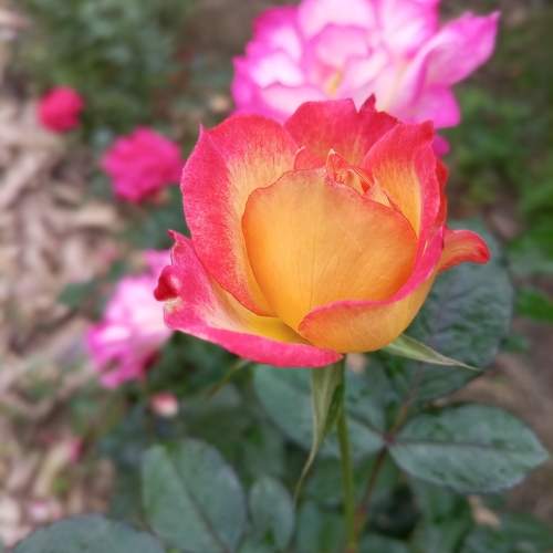 Photo #10032281