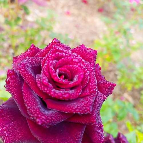 Photo #10032290
