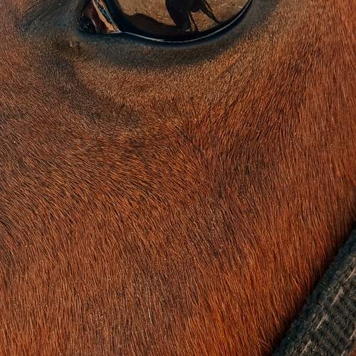 Photo #10032644