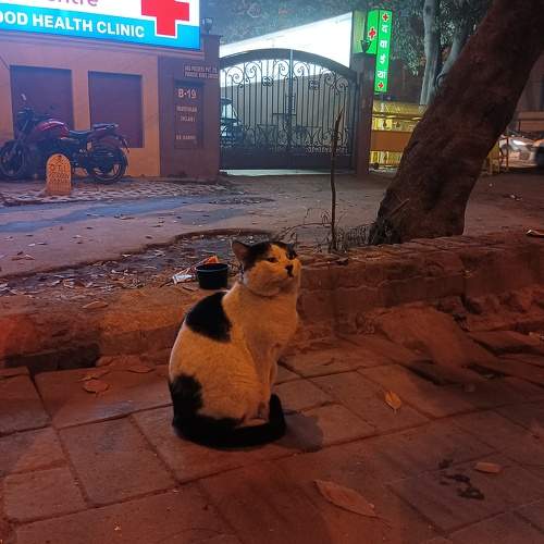 Photo #10033031