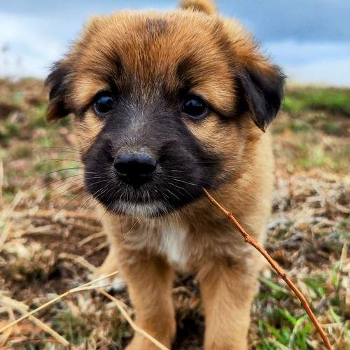 Farm Girl