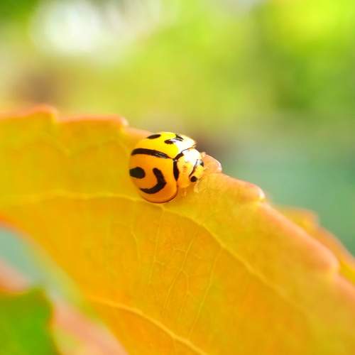 Photo #10034189