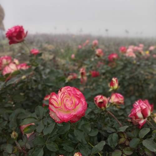 Photo #10035801