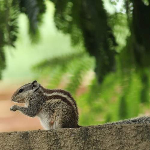 Photo #10037443