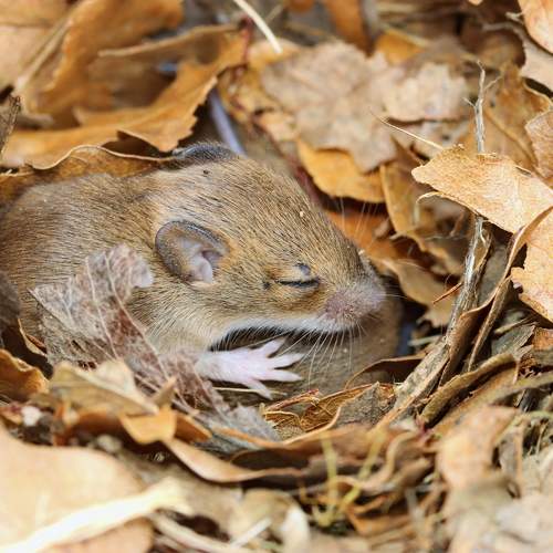 Photo #10039004