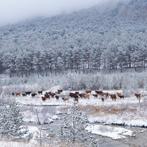 Photo #10039719