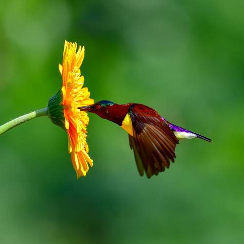 The Colourful Dart