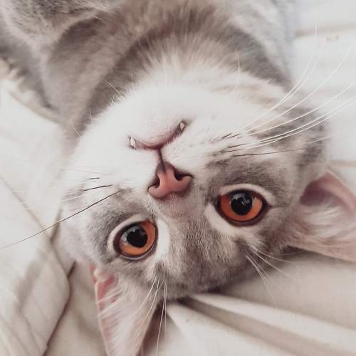Photo #10040252