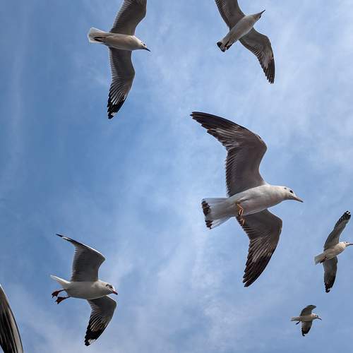 Photo #10040277