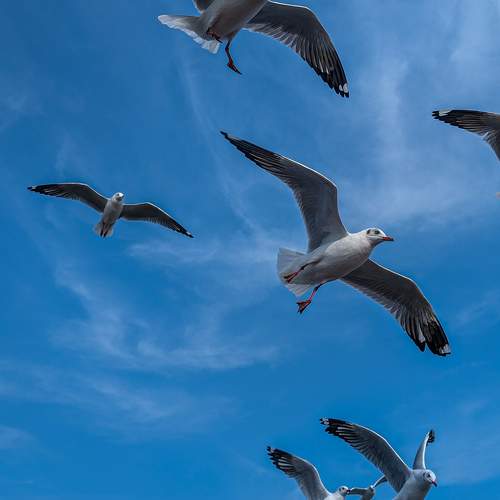 Photo #10040278
