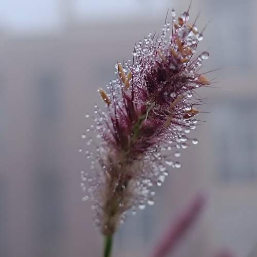Photo #10040796