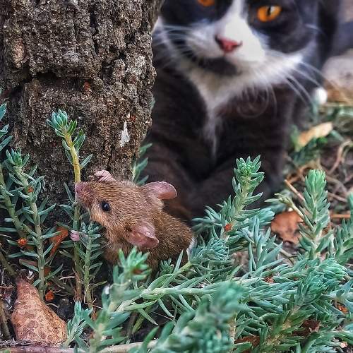 Photo #10042998