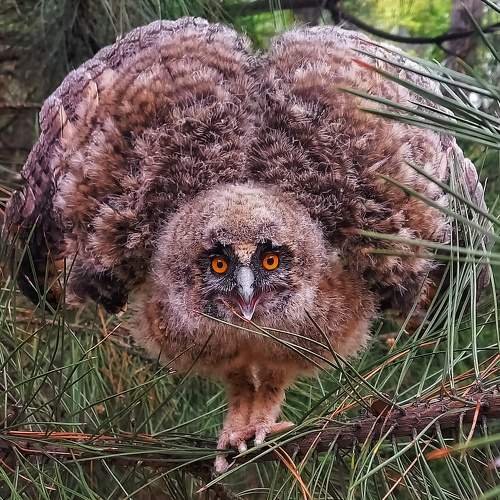 Photo #10043179