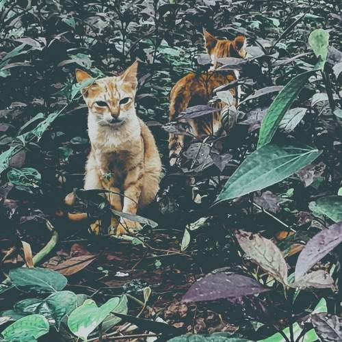 Photo #10044477