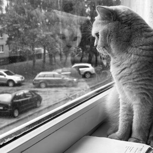 Photo #10046324