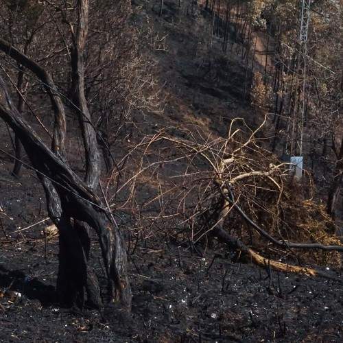 Charred earth_01