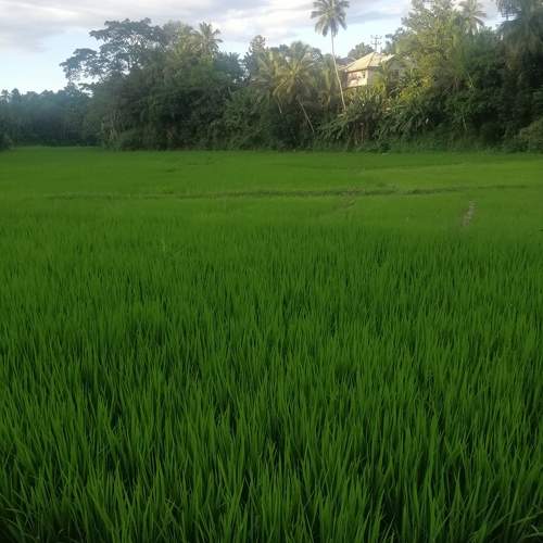 Photo #10047104
