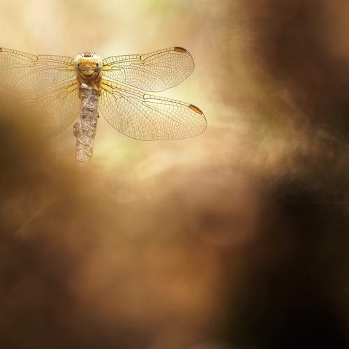 Photo #10047248