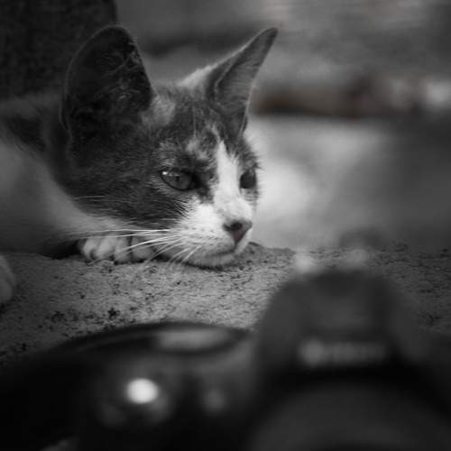 Photo #10048553
