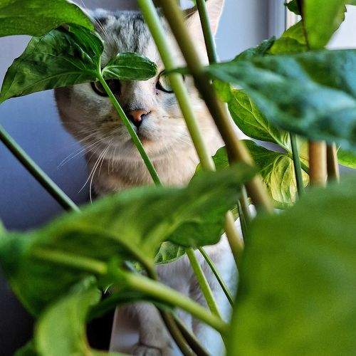 Photo #10051016