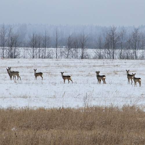 Photo #10051063