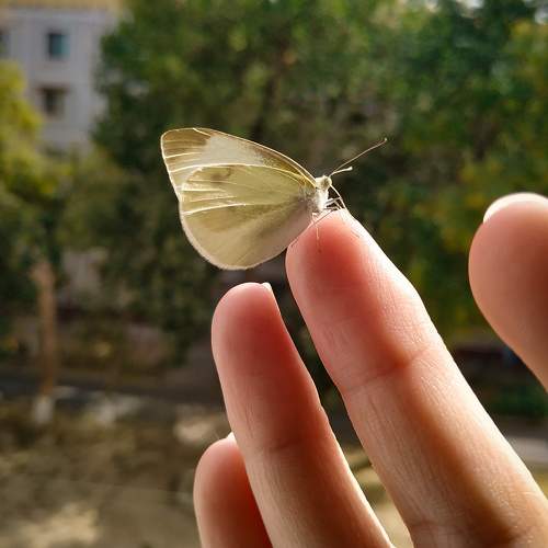 Photo #10051085