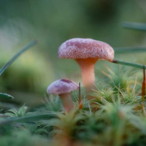 Photo #10051370