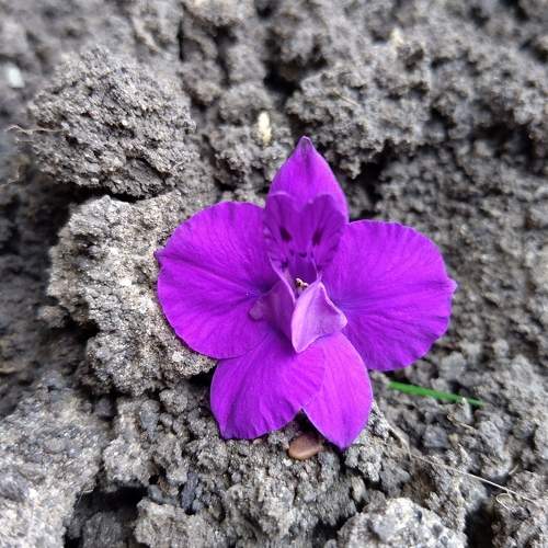 Photo #10051463