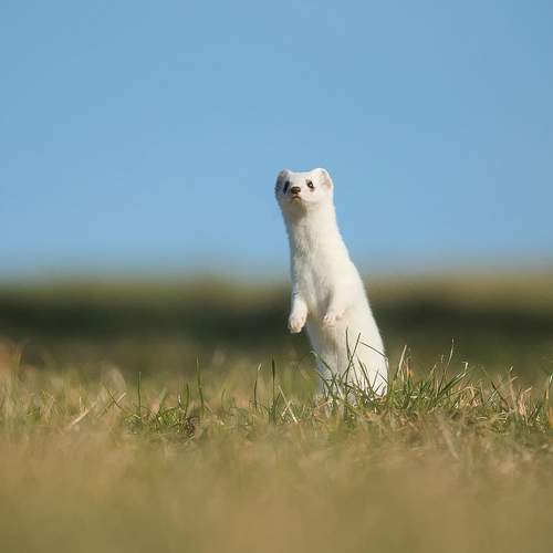 Hermine