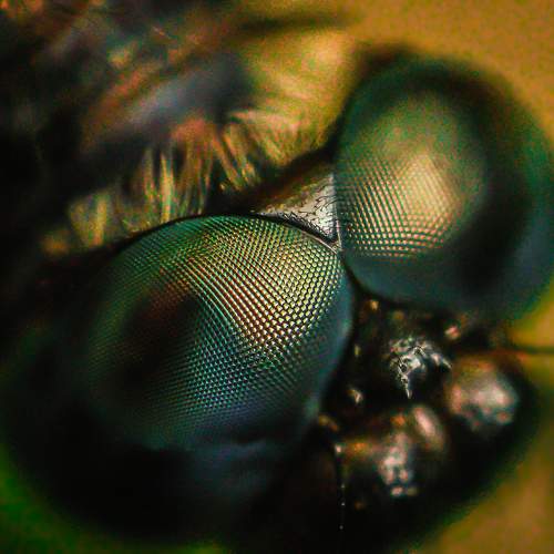 Ephemeral Gaze: The World through Dragonfly Eyes
