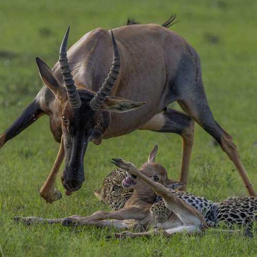 Photo #10052278