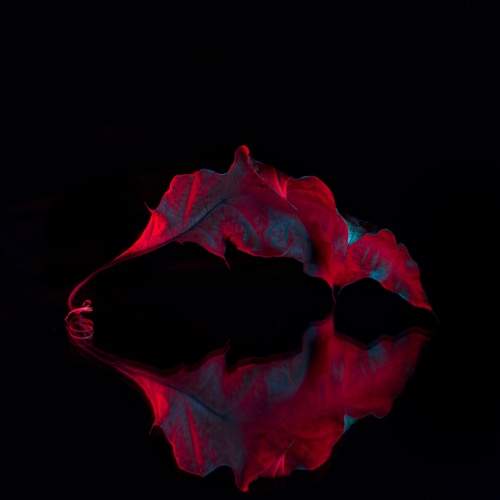 Photo #10053534