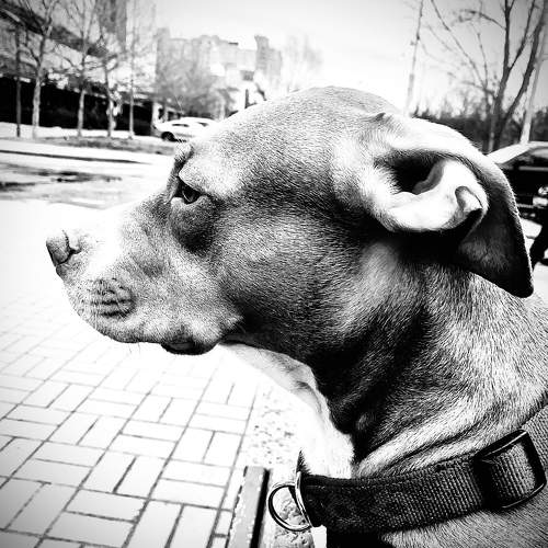 Photo #10056106