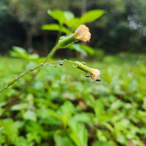 Yellow flower with glistening water droplets