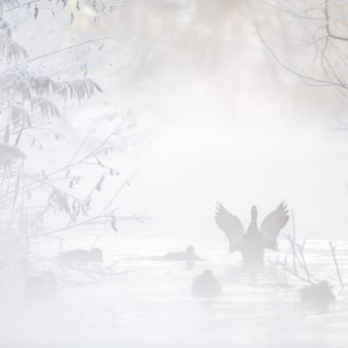 Photo #10057715