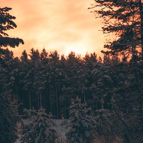 Photo #10059457