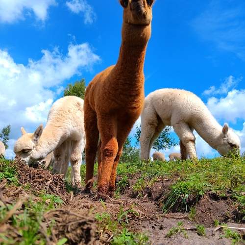 Photo #10059833
