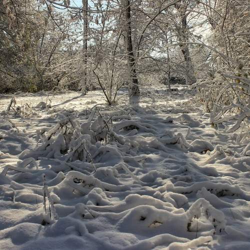 Photo #10063081
