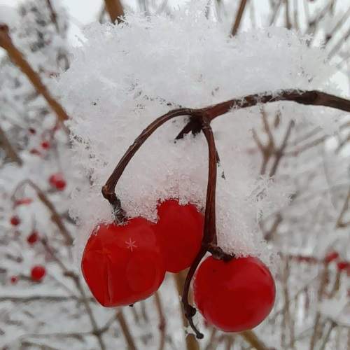 Photo #10064898